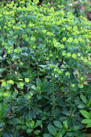 Image result for Euphorbia lividiflora