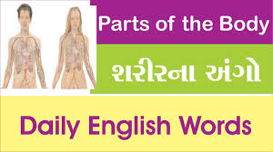 There are those parts located outside (external body parts) and others located inside the body (internal body parts). Parts Of The Body àª¶àª° àª°àª¨ àª… àª— English To Gujarati Youtube