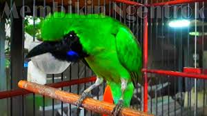 We did not find results for: Download Cucak Ijo Njambul Ngentrok Teler Mp3 Mp4 3gp Flv Download Lagu Mp3 Gratis