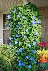 plant morning glory seeds in a hanging basket and they will grow down are protected by plants flowers garden projects macrame hanger pot