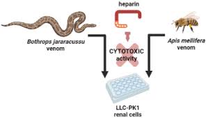 Heparin prevents the cytotoxic activity of Bothrops jararacussu and Apis  mellifera venoms in renal cells