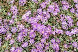 Image result for Aizoaceae