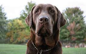 We did not find results for: Labrador Retriever Puppy Dog For Sale In Columbiaville Michigan