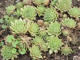 Image result for Thesium wilczekianum