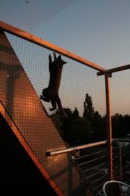 Komplett Offenen Balkon Ohne Bohren Vernetzen Bilder Gesucht Seite 2 Katzen Forum Katze Balkon Katzen Katzen Wohnungen