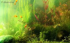 Use elbow grease, get an algae magnet or scraper and go at it. 11 Most Common Types Of Aquarium Algae Their Causes Treatments