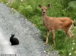 Wild Deer And Rabbit Are Seen Walking Side By Side In Forest Express Digest