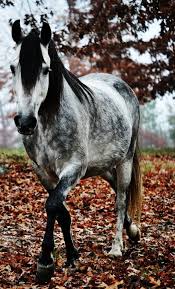 Black And Brown Spotted Horse When A Rider Gazes Into A Horses Eyes They Find A Part Of Themselves Thought To Never Be Found Anon Horses Grey Horse Pretty Horses