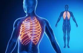 Your heart is secured inside the chest by the rib cage. Can A Rib Become Misaligned And How Can Chiropractic Help Align Chiropractic Wellness
