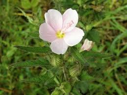 Image result for Pavonia columella