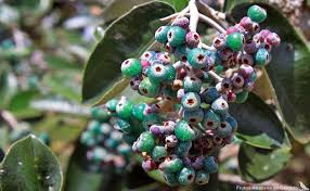 Para Que Serve O Remédio Canela De Velho Miconia Albicans Pixirica Canela De Velho Canela Voce Me Completa