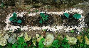 These types of plants need extra calcium to set their flowers and turn into healthy veggies. Eggshells Control Slugs Do They Really Work