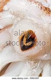 2000 jahre kirchengeschichte, reformation und gegenreformation (bd. Eine Abbildung Die Den Schnabel Eines Loligo Kalmaren Auf Der Stange Verfangen Vulgaris Und Linie Weg Von Der Kuste Von Dorset Dorset England Uk Gb Stockfotografie Alamy