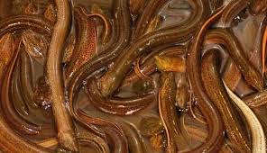 Kolam dari semen, kolam ini yang sifatnya permanen serta butuh modal lumayan banyak untuk membuatnya. Budi Daya Belut Di Kolam Tanpa Lumpur