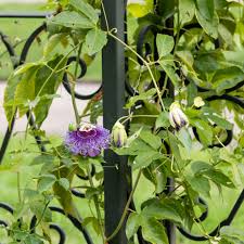 The chinese virginia creeper (parthenocissus henryana) is another popular climbing plant for shade. Popular Flowering And Vines And Climbers