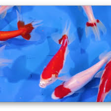 Some people say they can grow as large as the fish tank! Wakin Fancy Goldfish Next Day Koi