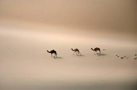Check spelling or type a new query. Saudi Arabia Unveils Campaign To Tackle Climate Change