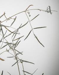 Image result for Indigofera charlieriana