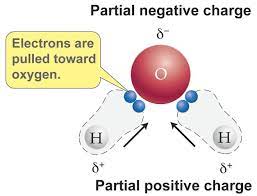 A water molecule, because of its shape, is a polar molecule. Why Is Water A Polar Molecule Socratic