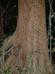 Image result for Symphonia globulifera