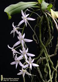 Image result for Mystacidium