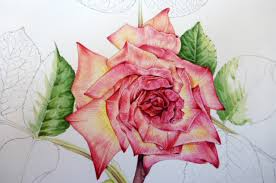 Rose de provins de pierre pomet. Botanical Illustration Rose Step By Step Lizzie Harper