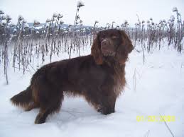 Image result for německý ohař dlouhosrstý