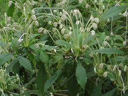 Image result for Clerodendrum incisum