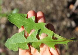 Wine can be made from the flowers and their roots can be made into a coffee substitute. Wild Dandelion Greens A Weed Or Nutritious Superfood