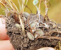 Image result for Marsilea subterranea