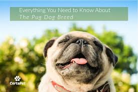 Everything You Need To Know About The Pug Dog Breed Certapet