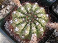 The white stuff on your cactus is most likely a mealybug (cochineal insect) infestation. Cacti Care Pests And Diseases On Line Guide To The Positive Identification Of Members Of The Cactus Family