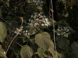 Image result for Clerodendrum umbellatum