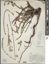 Image result for Coleus cylindraceus