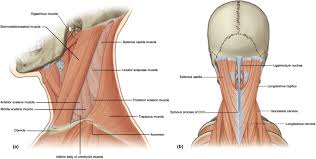 Full body muscle system by rrog on deviantart. Suprahyoid Muscles An Overview Sciencedirect Topics