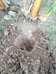 Kelapa matag, 5 tahun baru berbuah. Muhamad Adif Firdaus Cara Tanam Kelapa Mataq