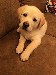 Serving ct, me, ma, eastern ny, nj, nh, ri, & vt, sunshine golden retriever rescue is a 501c3 registered dog rescue group. East Hartford Ct Golden Retriever Meet Biscuit Pending Adoption A Pet For Adoption