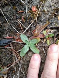 Image result for Pseudognaphalium oligandrum