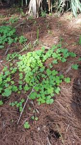 Garden News Oxalis Is A Pesky Weed That Takes Perseverance To Beat Home Garden Theadvocate Com