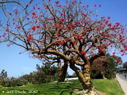 Searching for the right flowering tree or shrub to add pizzazz to your landscape? Blooming Trees In La Jolla California Blooming Trees Tree Bloom