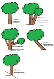 Tree Measurement Wikipedia