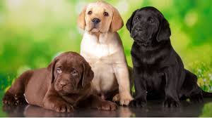 Names that mean compassion or names that mean friendly are perfect for dog friend. Original Labrador Names With Meanings
