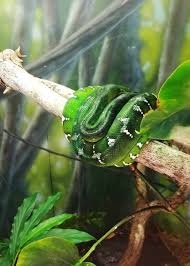 Adults grow to about 1.8 m in length. 45 Emerald Tree Boa Facts Guide To Both Species Diet Habitat Babies Photos Pets Storyteller Travel