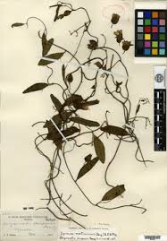 Image result for Aniseia martinicensis