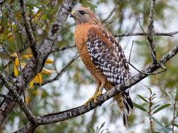 Maybe you would like to learn more about one of these? Red Shouldered Hawk Ebird
