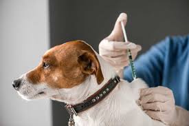 Studies have shown that most animals have immunity from the diseases they are vaccinated against for at least three years after their first booster. Rabies In Dogs Small Door Veterinary