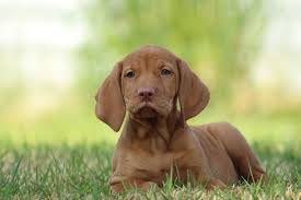 Image result for maďarský krátkosrstý ohař