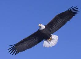 Birds That Start With O A List Of Animals That Start With E This Large Collection Of Animals Starting With E Contains The Meaning And An Example O Bald Eagle Eagles Our National Bird