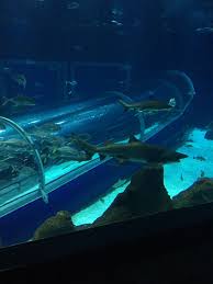 The Largest Aquarium In South America Rio De Janeiro Marine Aquarium Or Aquario Features Immersive Exhibits To Get U Marine Aquarium Aquarium Design Aquarium
