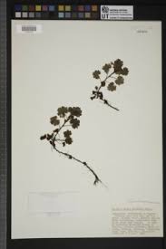 Image result for Ardisiandra sibthorpioides